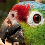 Amazon red lored parrot.